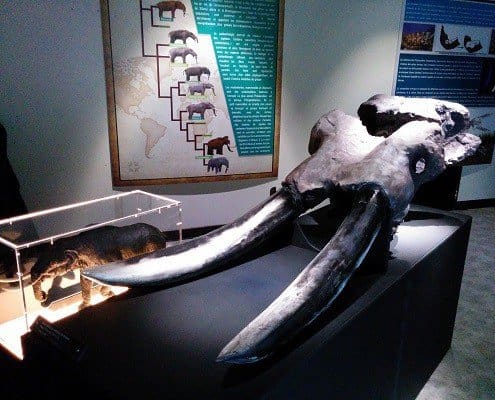 Crâne de mastodonte imprimé en 3D pour une exposition - Digitage