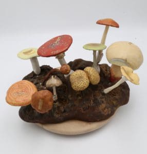 Modèle petite forêt de champignons de Louis Auzoux