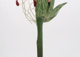 Photo du modèle de Fraise de Louis Auzoux