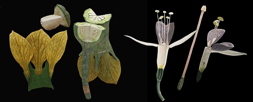 grace au scanner Breuckmann et à la numérisation et de scan 3D, on peut découvrir les modèles de plantes de Louis Auzoux telles qu'il les a concues et imaginées