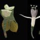 grace au scanner Breuckmann et à la numérisation et de scan 3D, on peut découvrir les modèles de plantes de Louis Auzoux telles qu'il les a concues et imaginées